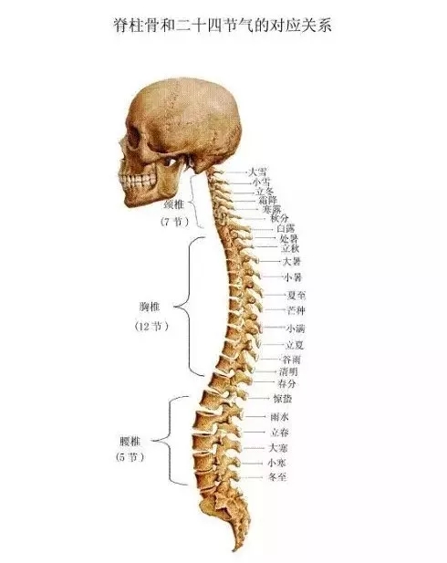 人体脊柱分为:颈椎7节,胸椎12节,腰椎5节,加起来,一共24节,由下往上